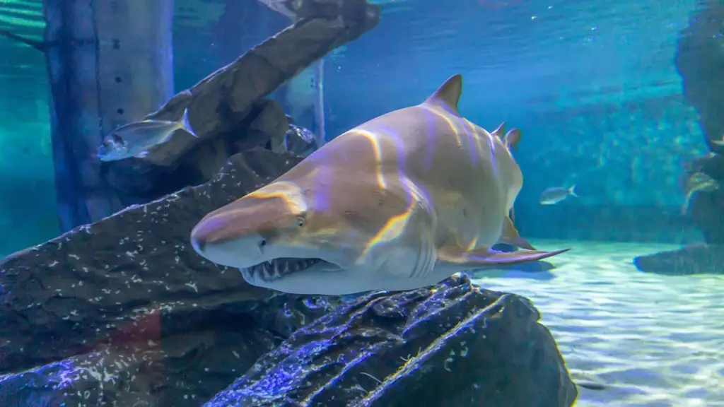 Aquarium de Cattolica - Rencontres rapprochées