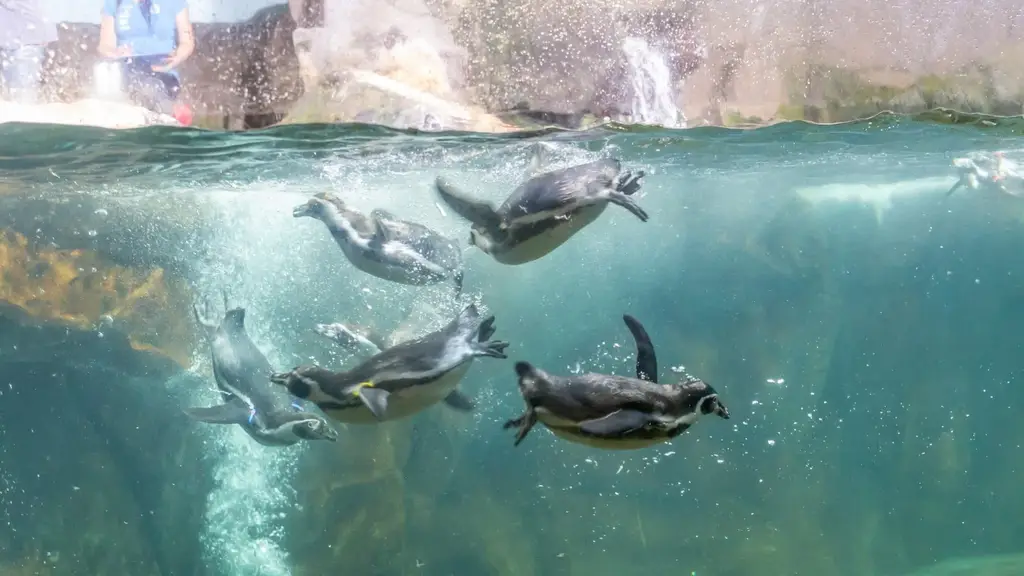 Manchots à l'Aquarium de Cattolica