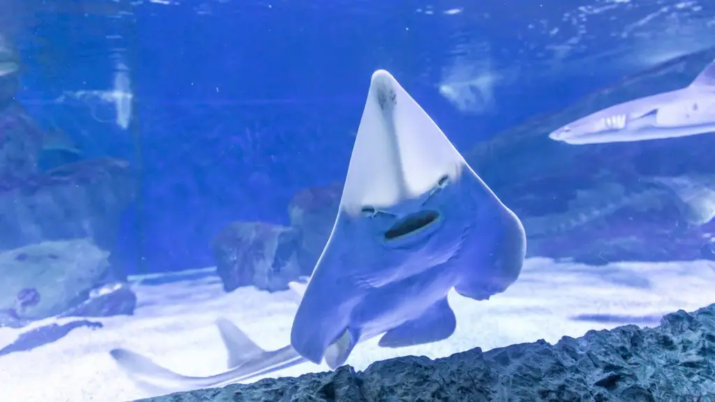 Détail des bassins de l'Aquarium de Cattolica