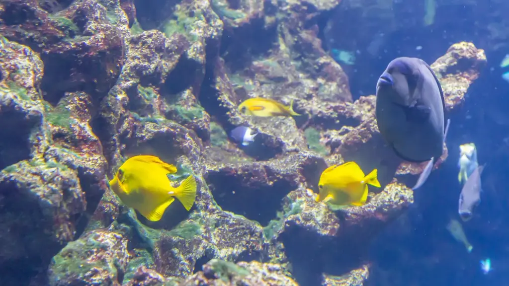Vue aérienne et détails de l'Aquarium de Cattolica
