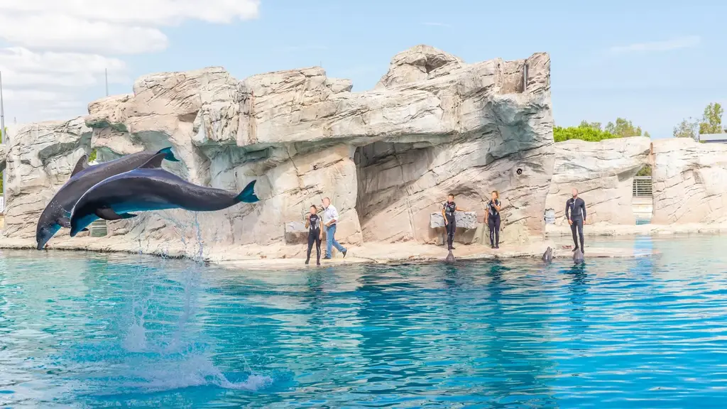 Dolphins jumping with trainers at the Oltremare Lagoon