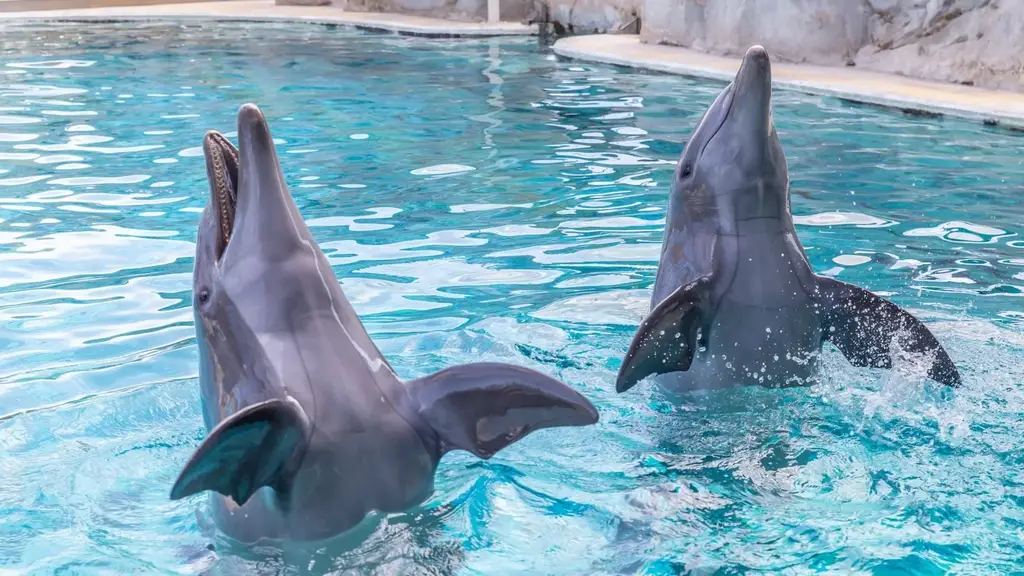 Bottlenose dolphins in the Dolphin Lagoon at Oltremare Riccione
