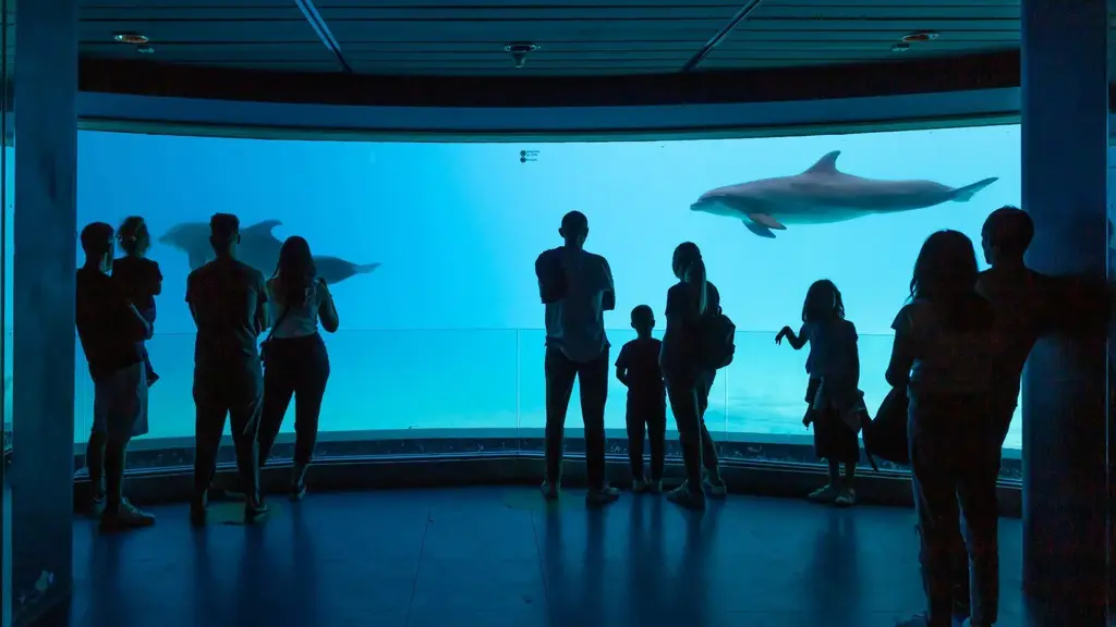 Visitors at the underwater viewing windows of Riccione Dolphinarium