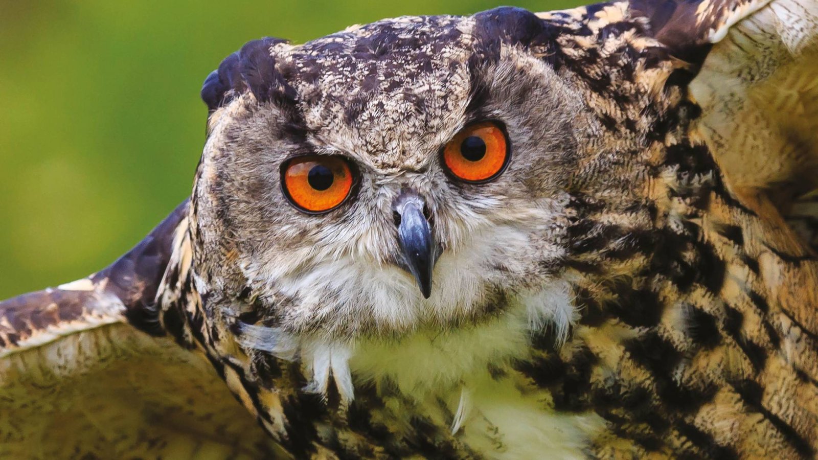 Gufo reale Oltremare