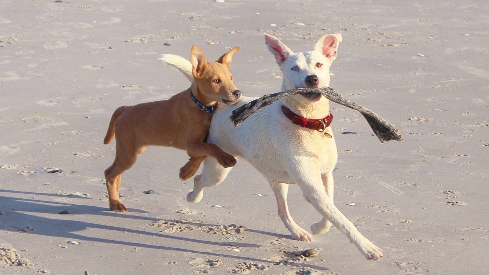Hunde am Strand